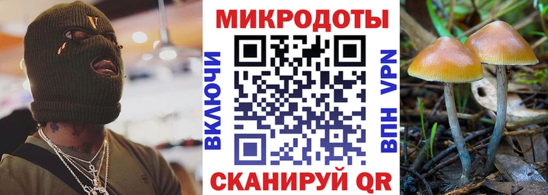 купить   Донской  Галлюциногенные грибы Psilocybine cubensis 